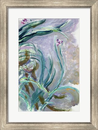 Framed Iris (gray) Print