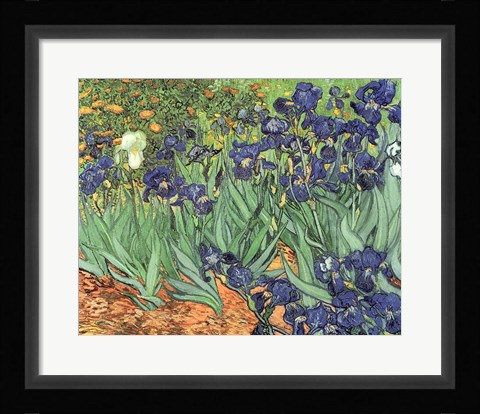 Framed Irises, 1889 Print