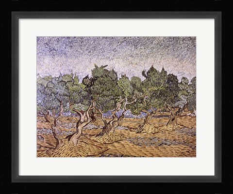 Framed Olive Orchard, Violet Soil Print