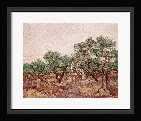 Framed Olive Pickers - picking Print