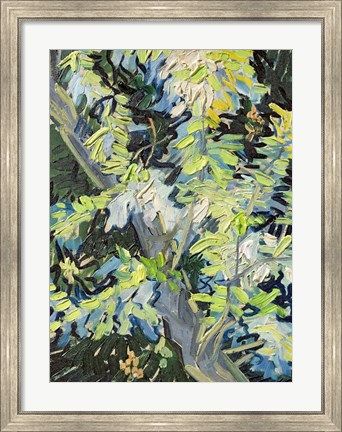 Framed Acacia in Flowe Print
