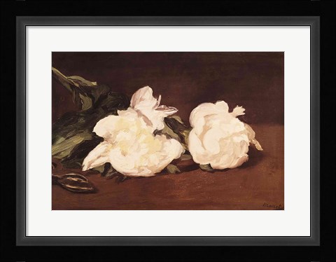 Framed Branch of White Peonies and Secateurs, 1864 Print