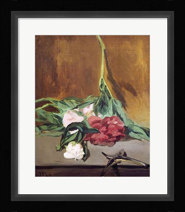 Framed Stem of Peonies and Secateurs, c.1864 Print