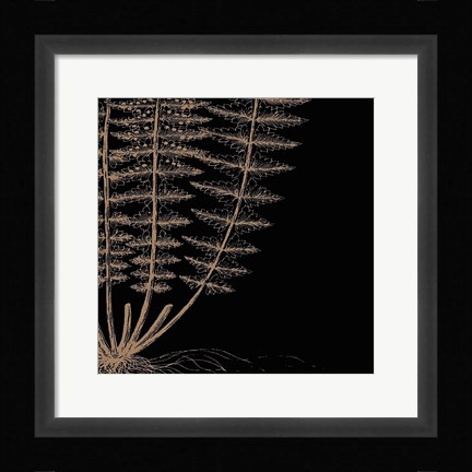 Framed Fern IV (on black) Print