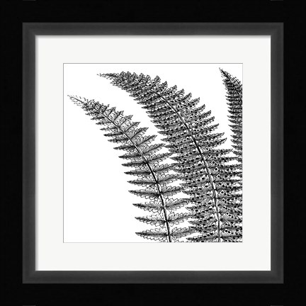 Framed Fern I (on white) Print