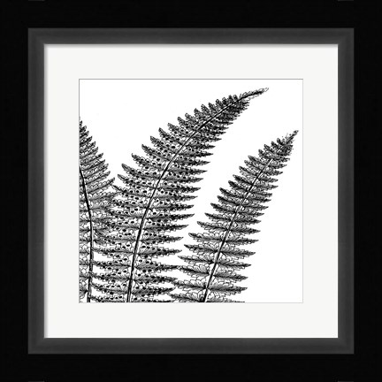 Framed Fern II (on white) Print