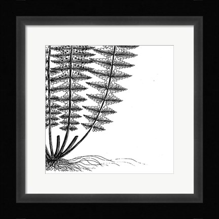 Framed Fern IV (on white) Print
