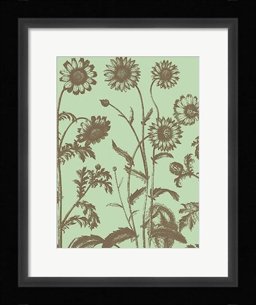 Framed Chrysanthemum 11 Print