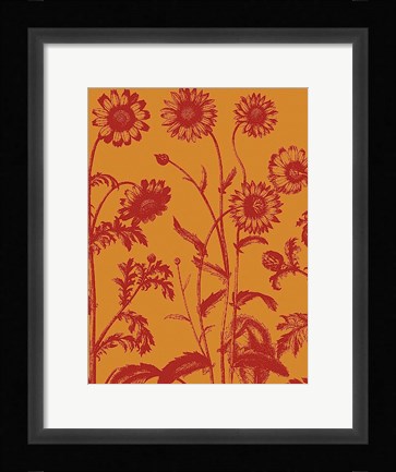 Framed Chrysanthemum 15 Print