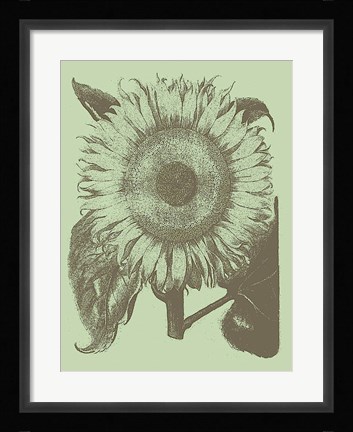 Framed Sunflower 11 Print