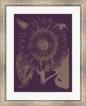 Framed Sunflower 13 Print
