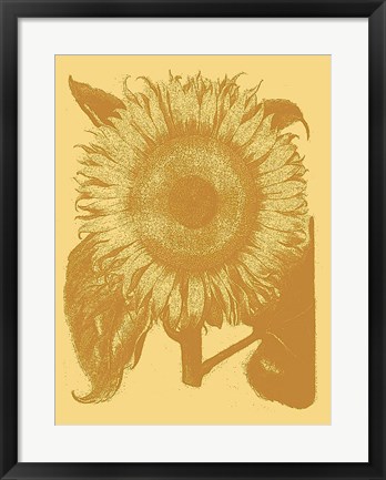 Framed Sunflower 19 Print