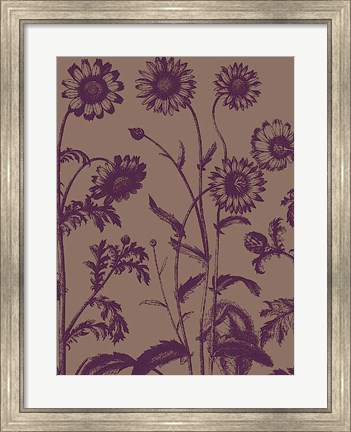 Framed Chrysanthemum 14 Print