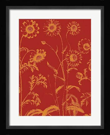 Framed Chrysanthemum 16 Print