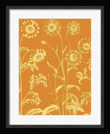 Framed Chrysanthemum 20 Print
