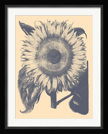 Framed Sunflower 1 Print