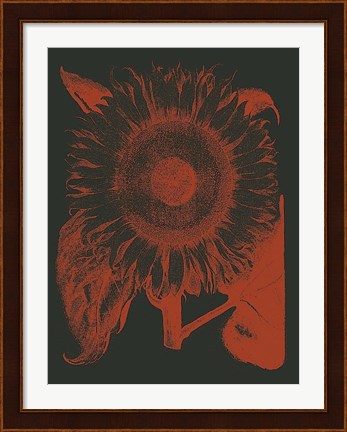 Framed Sunflower 10 Print