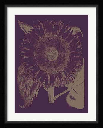 Framed Sunflower 13 Print