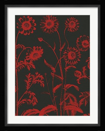 Framed Chrysanthemum 10 Print