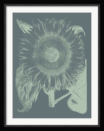 Framed Sunflower 7 Print