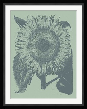 Framed Sunflower 8 Print