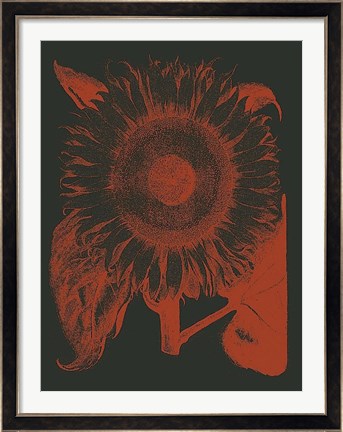 Framed Sunflower 10 Print