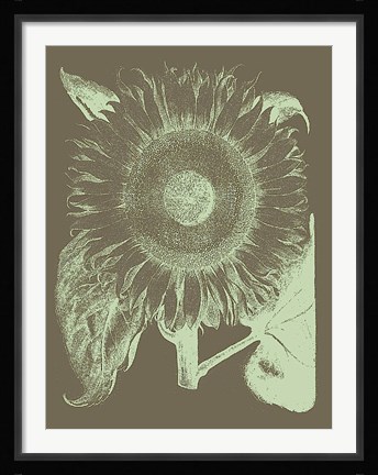 Framed Sunflower 12 Print