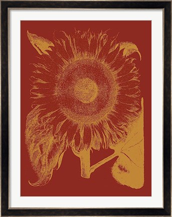 Framed Sunflower 16 Print