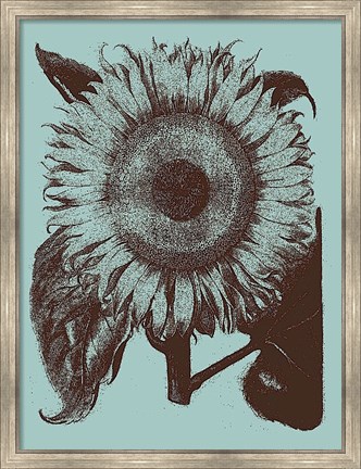Framed Sunflower 18 Print