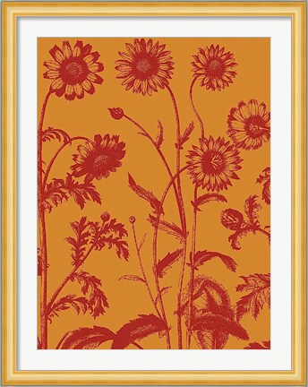 Framed Chrysanthemum 15 Print