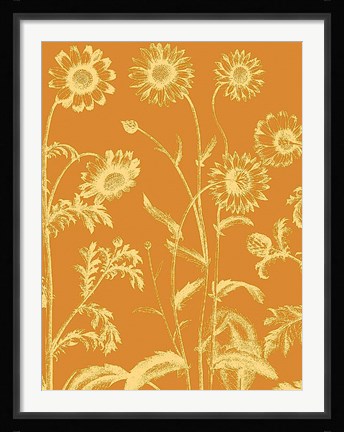 Framed Chrysanthemum 20 Print