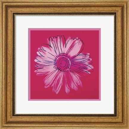 Framed Daisy, c. 1982 (crimson and pink) Print
