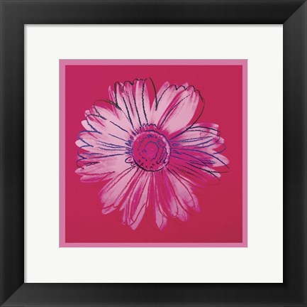 Framed Daisy, c. 1982 (crimson and pink) Print