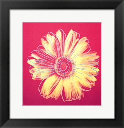 Framed Daisy, c.1982 (fuchsia &amp; yellow) Print