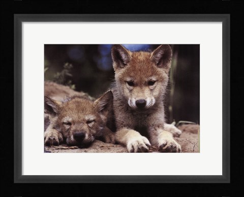 Framed Spring Wolf Pups Print