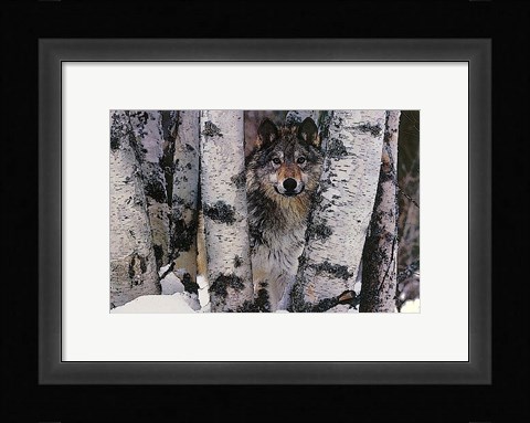 Framed Mountain Ranger Print