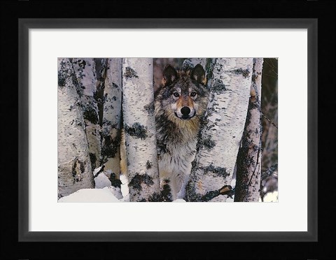 Framed Mountain Ranger Print