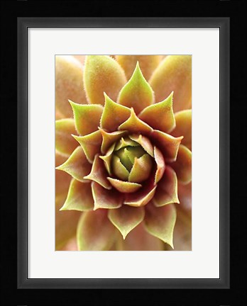 Framed Fire Island 703 Print