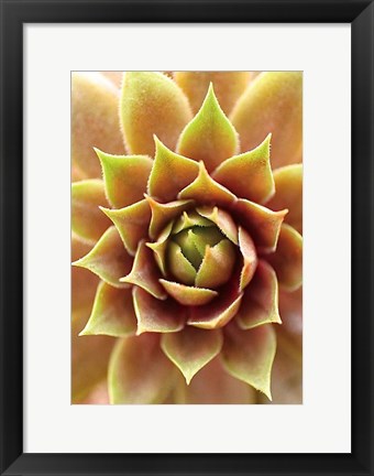 Framed Fire Island 703 Print