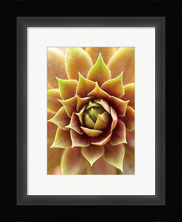 Framed Fire Island 703 Print