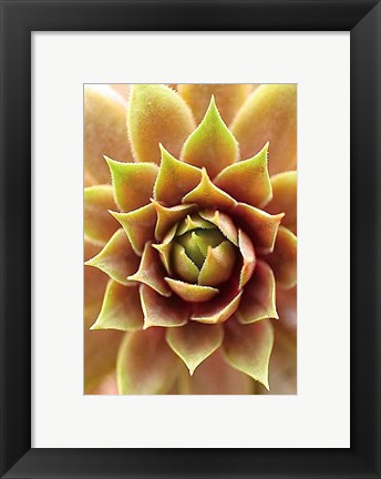 Framed Fire Island 703 Print