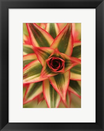 Framed Bronx 1959 Print