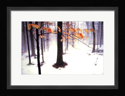 Framed Quiet Woods Print
