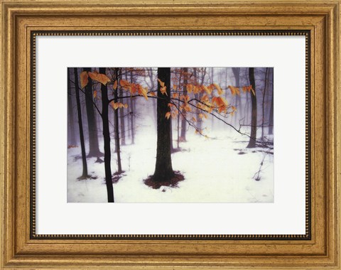 Framed Quiet Woods Print