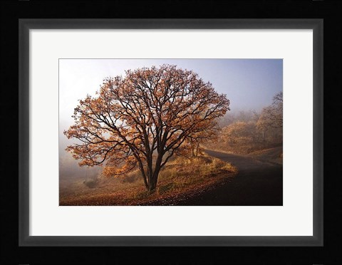 Framed Clearing Print