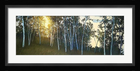 Framed Hillside Birches Print