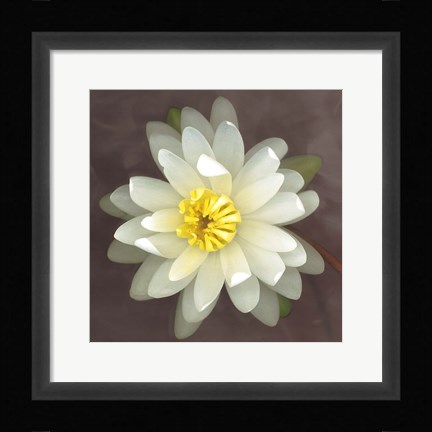 Framed Water Lily Print