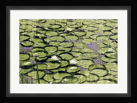 Framed Les Nympheas Print