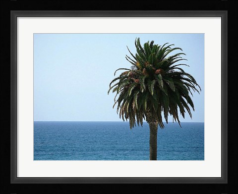 Framed Palm at Moonlight Beach Print