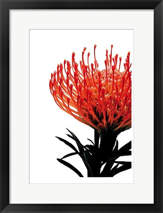 Framed Orange Protea 1 Print